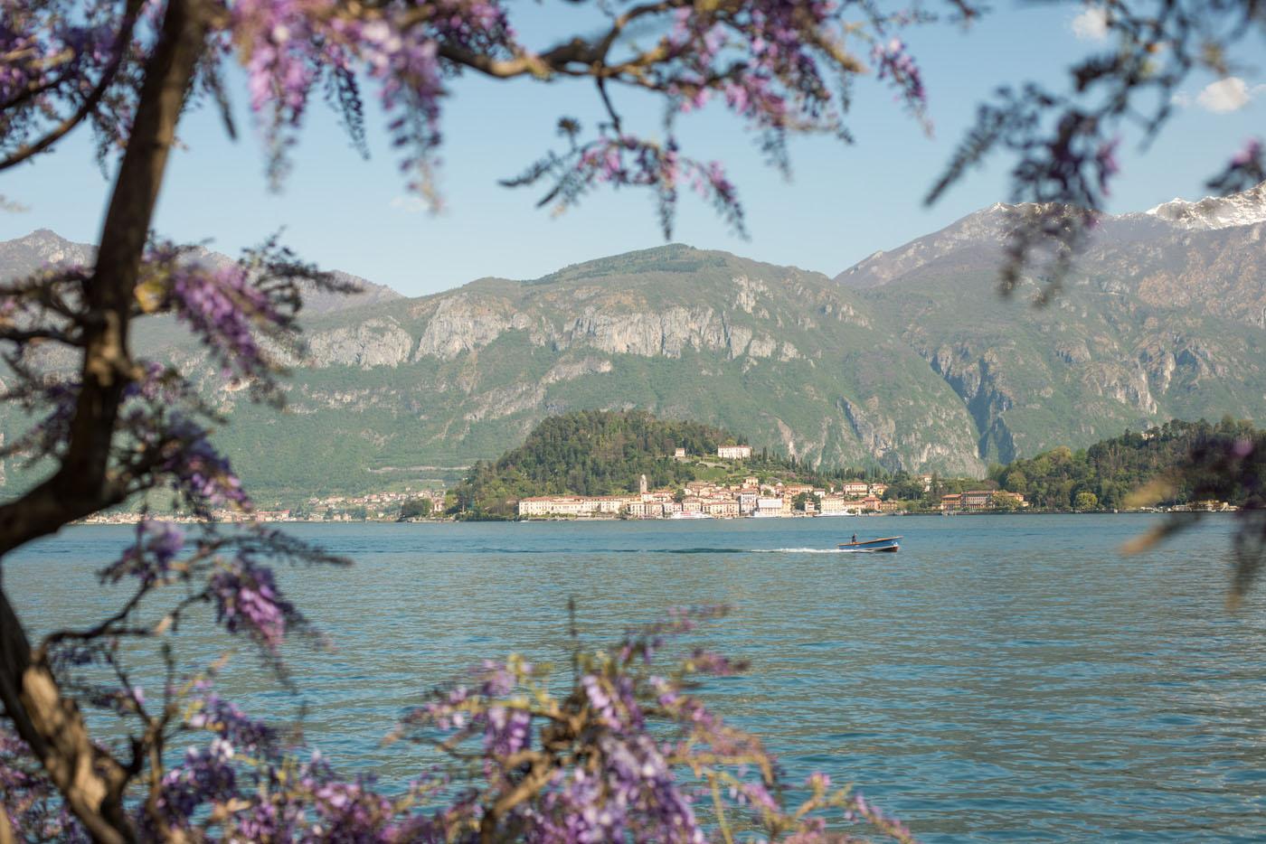 Glicine in fiore e vista sul Lago di Como da Bellagio